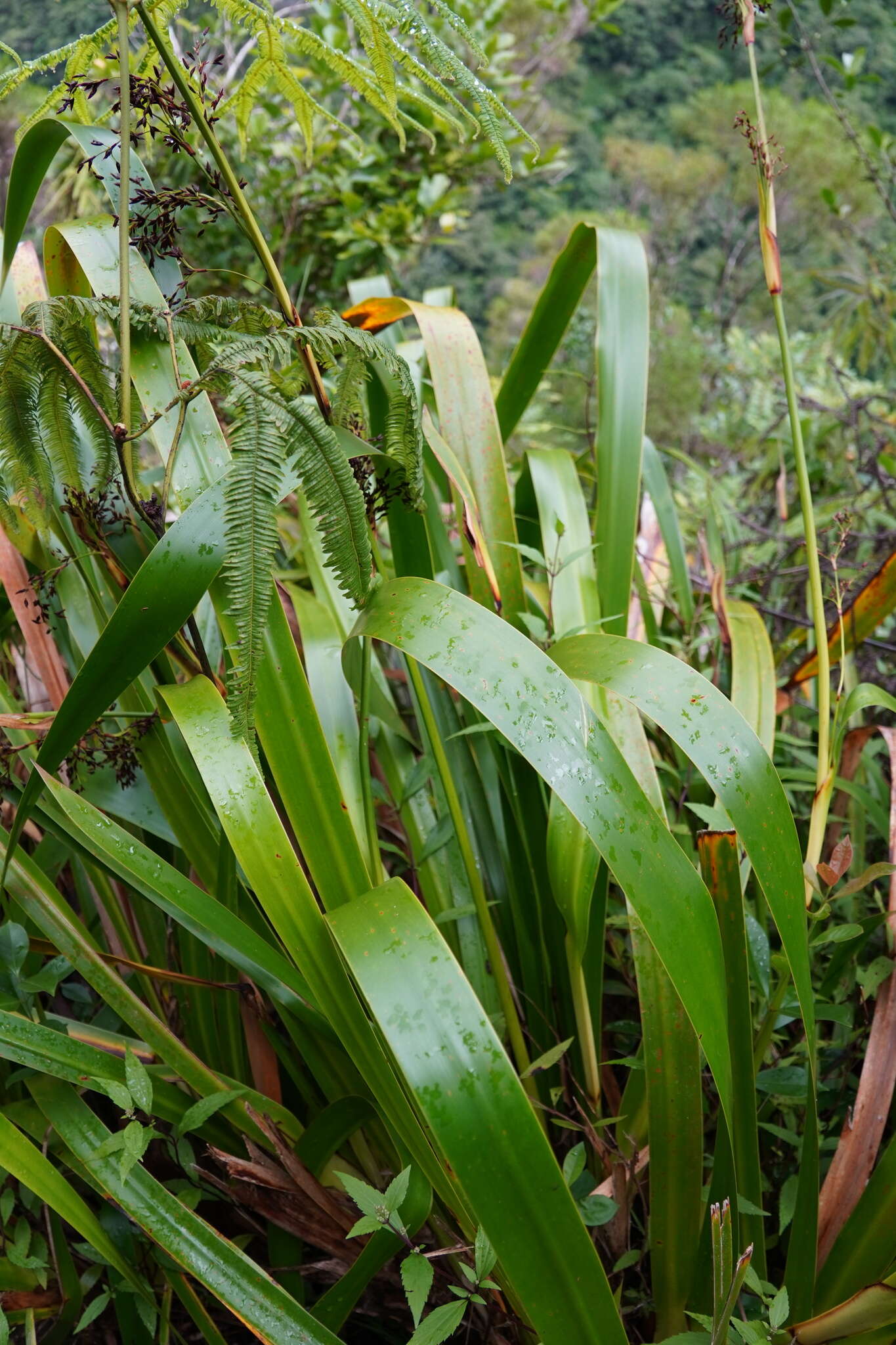 Слика од Machaerina iridifolia (Bory) T. Koyama