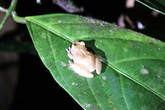 Image of Pristimantis reichlei Padial & De la Riva 2009