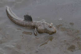 Image of Mud skipper