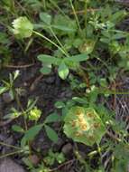 Слика од Trifolium cyathiferum Lindl.