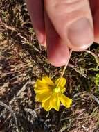 Imagem de Coreopsis californica (Nutt.) H. K. Sharsmith