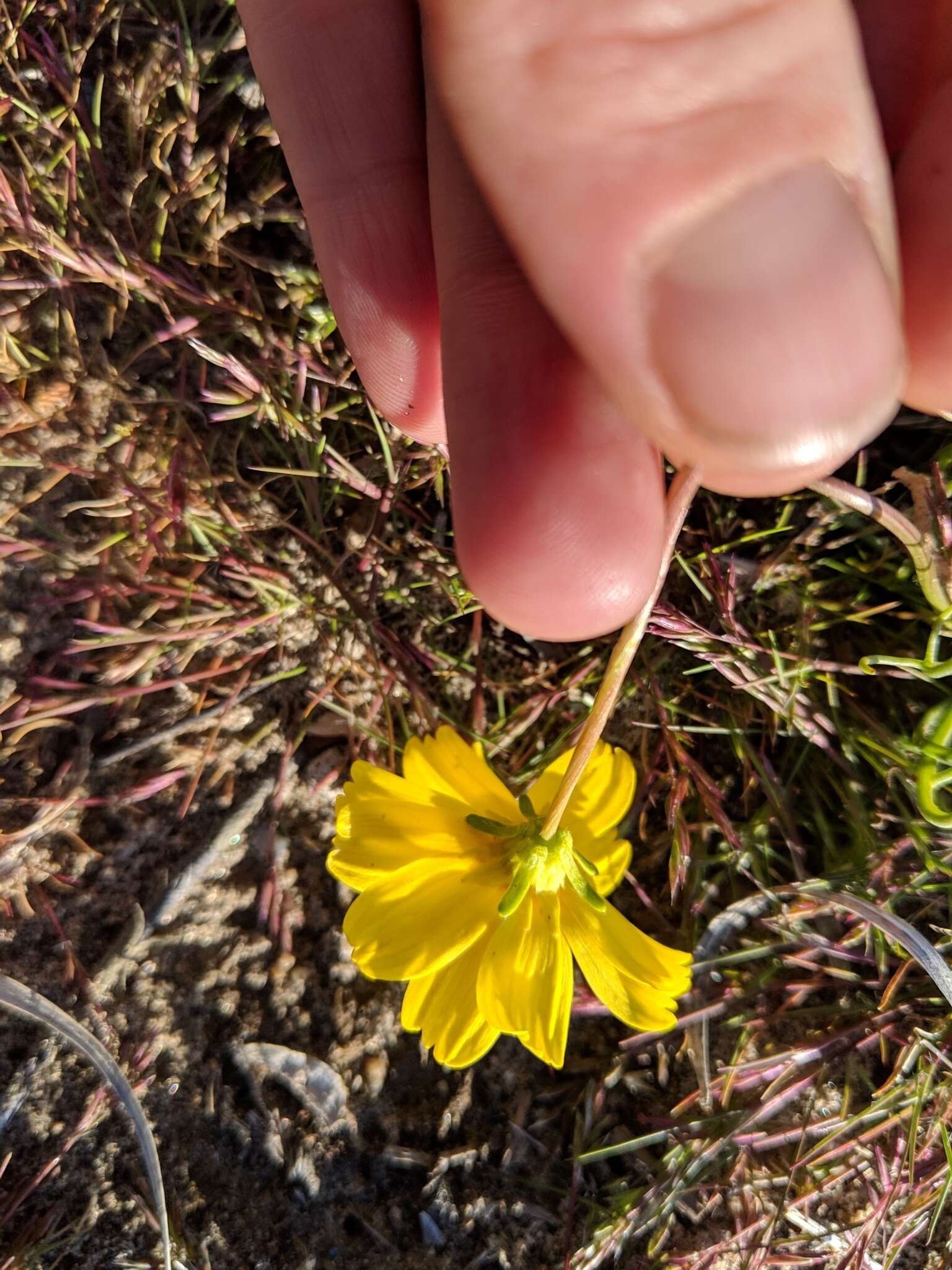 Image of California tickseed