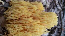 Ramaria caulifloriformis (Leathers) Corner 1970 resmi