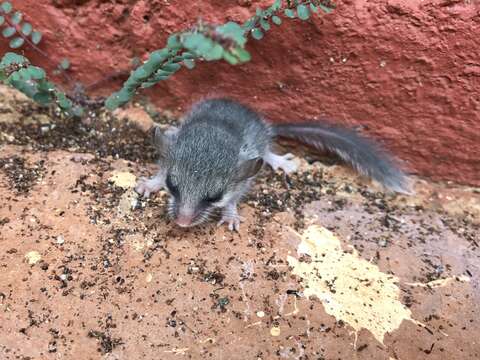 Image of Large Savanna African Dormouse