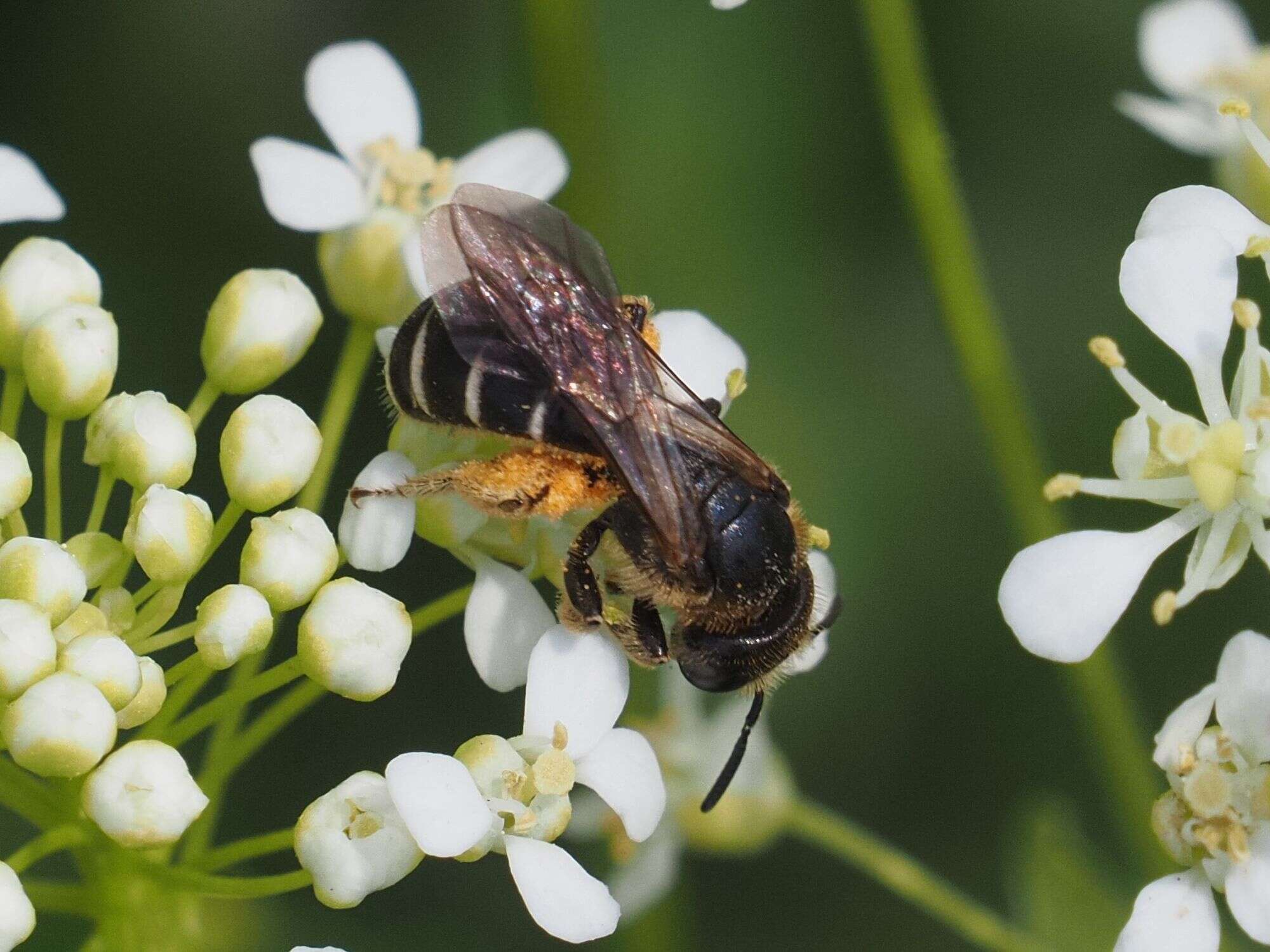 Halictus maculatus Smith 1848的圖片