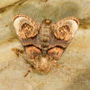 Image of Hampsonella dentata Hampson 1892