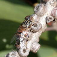 صورة Eristalinus aurulans (Wiedemann 1824)