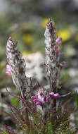 Image of pink lousewort