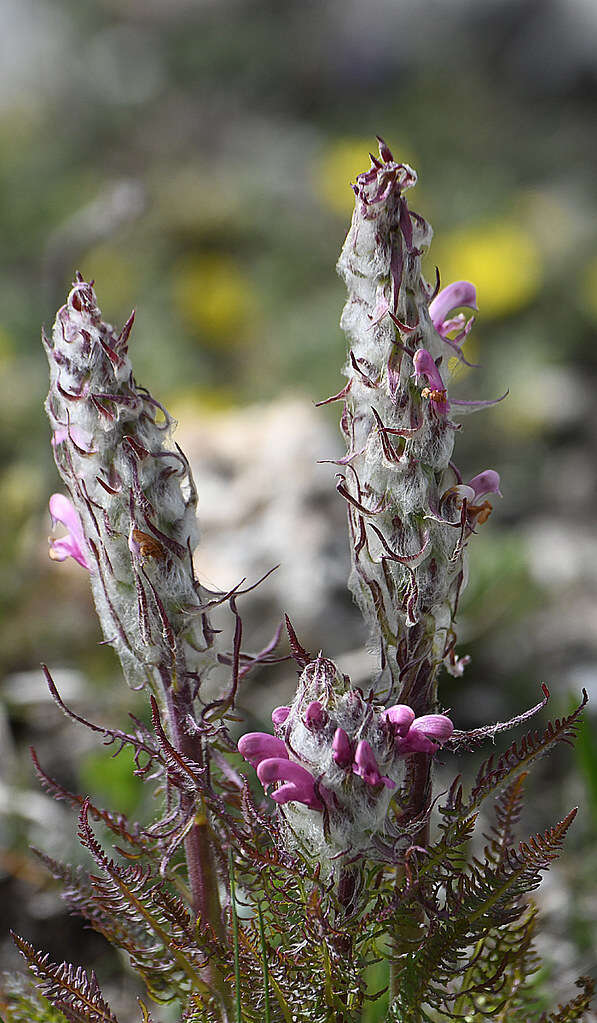 Image of pink lousewort