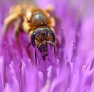 Image of Halictus scabiosae (Rossi 1790)