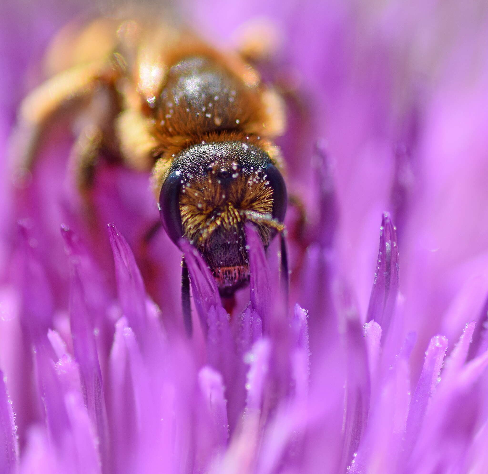 Image of Halictus scabiosae (Rossi 1790)