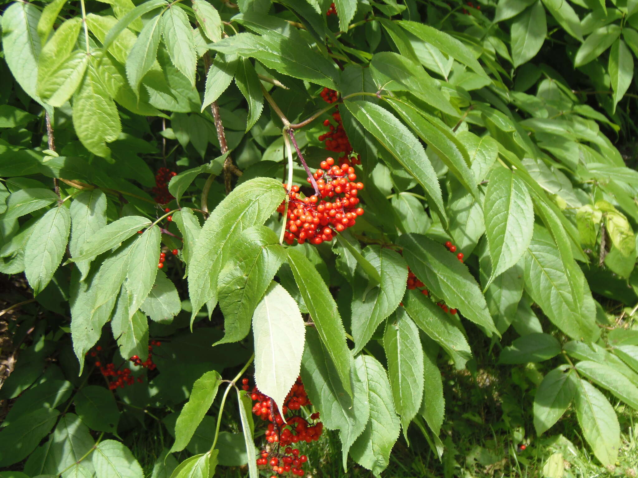 Image of red elderberry