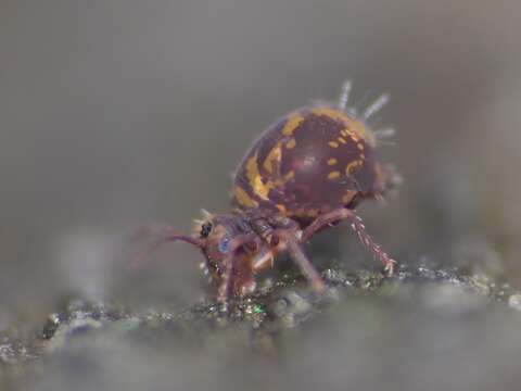 Image of Dicyrtomina violacea (Krausbauer 1898)