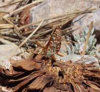 <i>Euphydryas editha augustina</i>的圖片