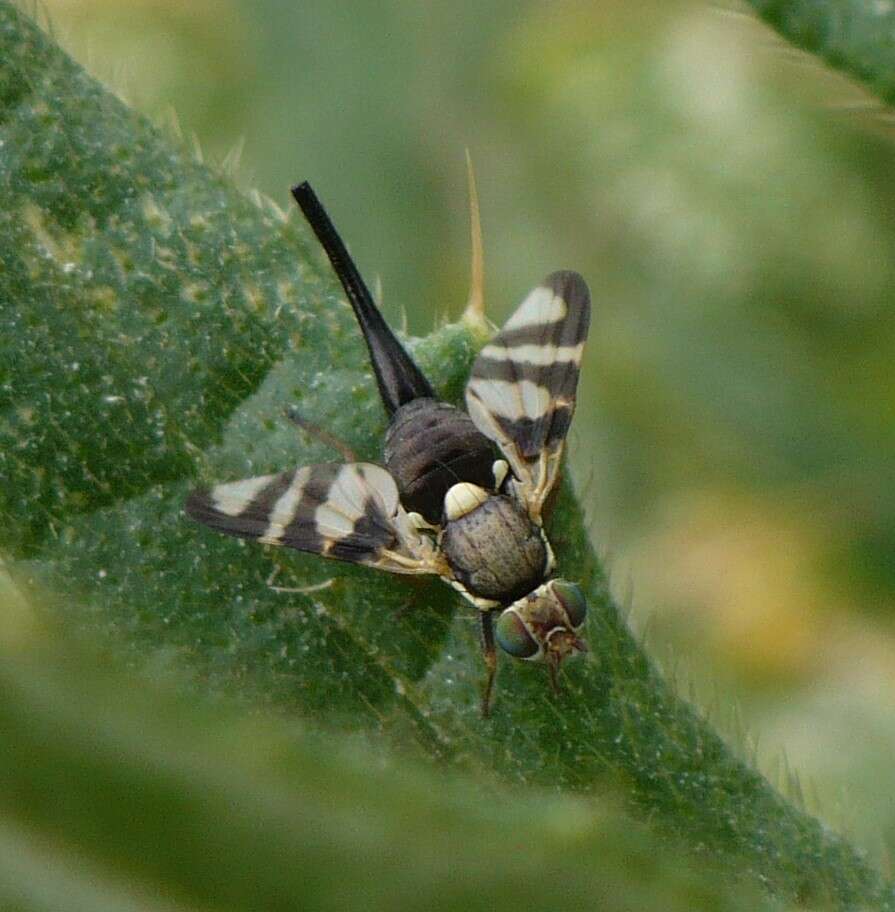 Image of Four-barred Knapweed Gall Fly