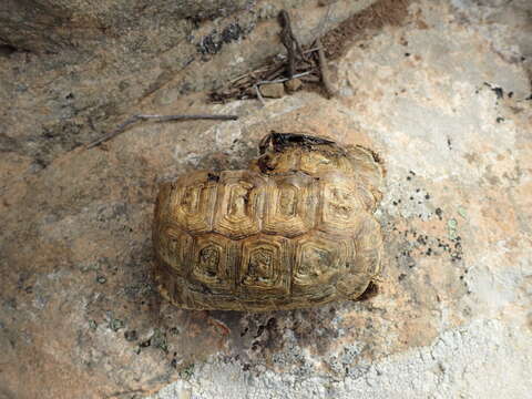 Image of Karoo dwarf tortoise