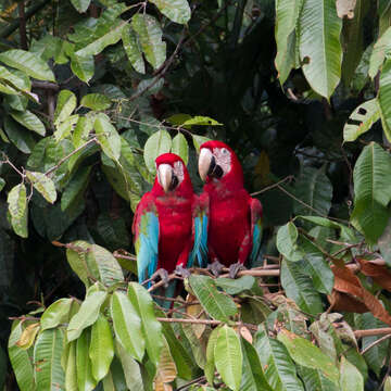 Image of Red-and-green Macaw