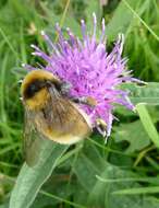 Image of Northern Yellow Bumble Bee