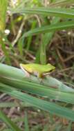 Image of Eastern Dwarf Tree Frog