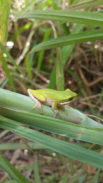 Image of Eastern Dwarf Tree Frog