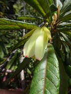 Sivun Dubouzetia caudiculata Sprague kuva