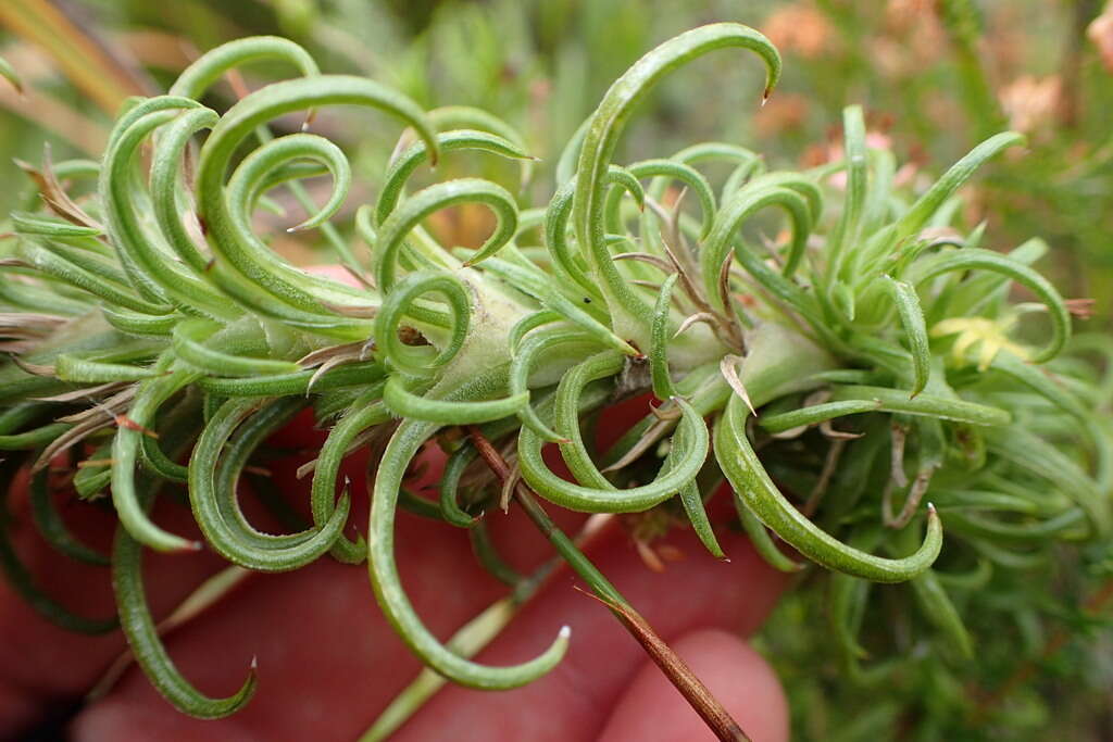 Image of Carpacoce heteromorpha (H. Buek) Bolus