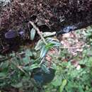 Image of Angraecum bicallosum H. Perrier