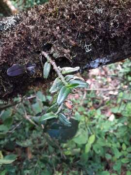 Image of Angraecum bicallosum H. Perrier