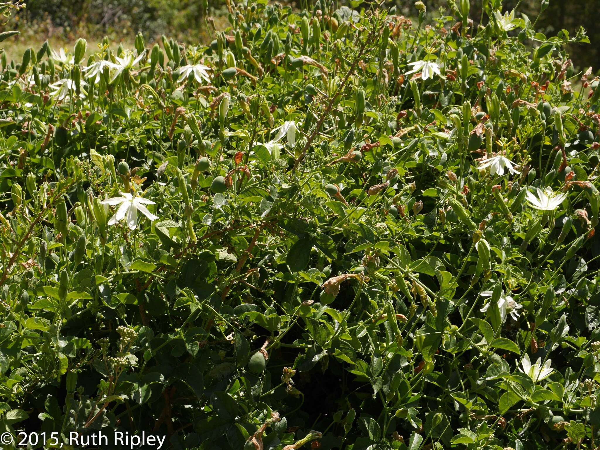 Passiflora peduncularis Cav.的圖片