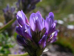 Слика од Astragalus leontinus Wulfen