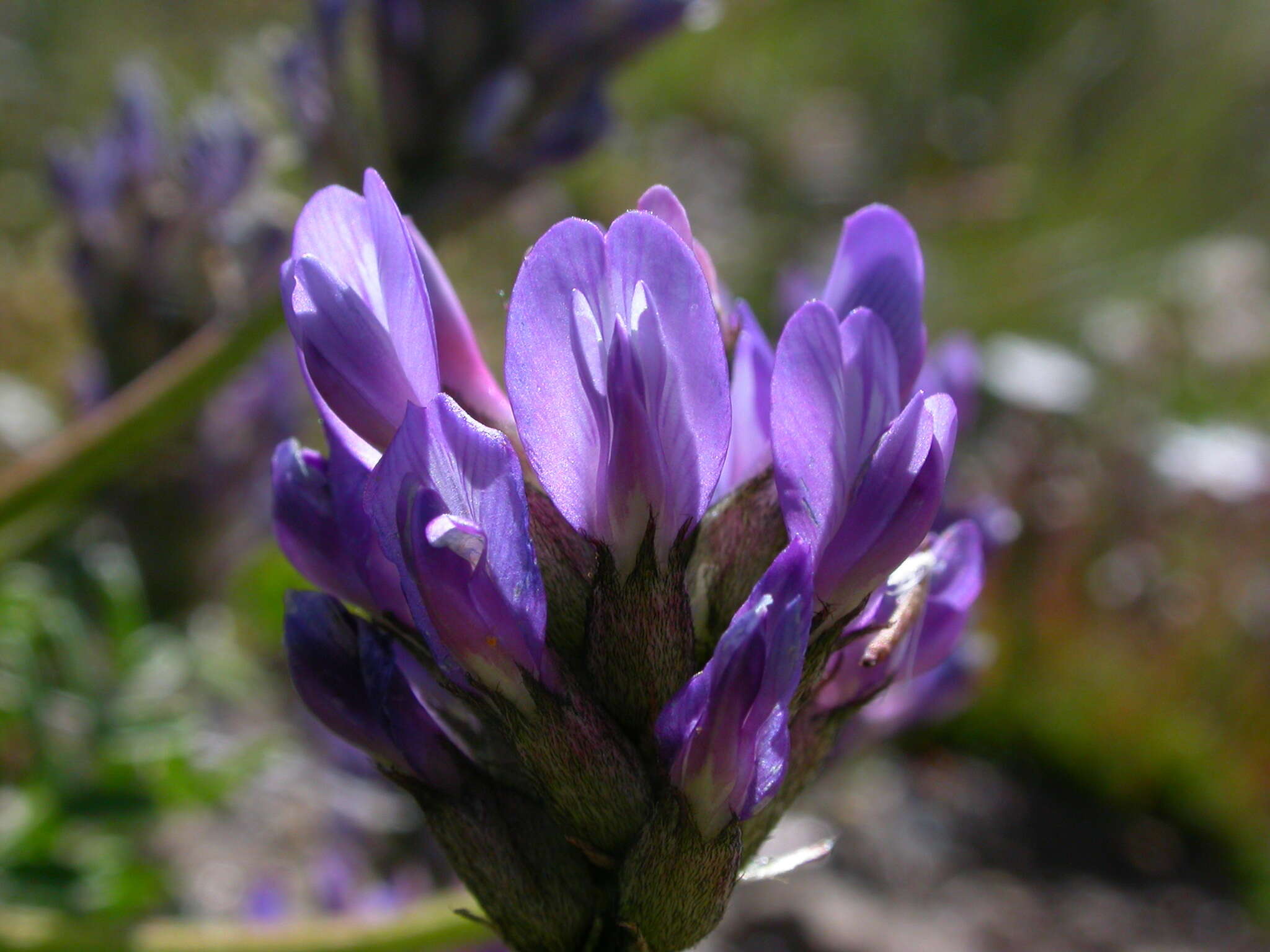 Image of Astragalus leontinus Wulfen