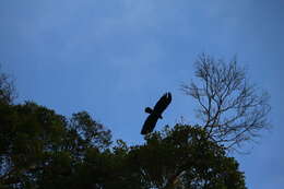 Image of Asian Black Eagle