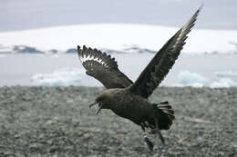 Image of South Polar Skua