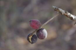 Sivun Terminalia platyphylla F. Müll. kuva