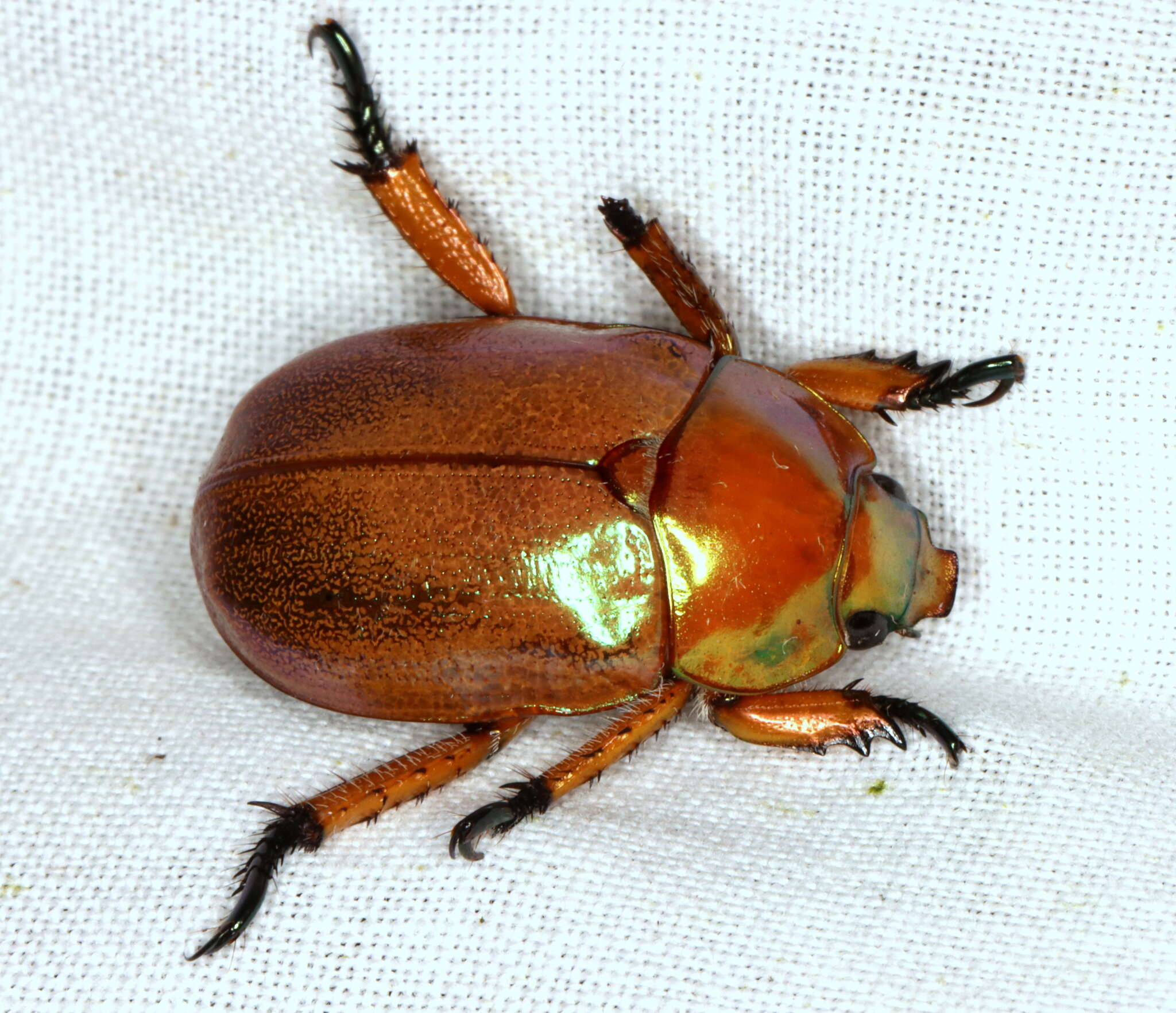 Image of Copper Crown Beetle