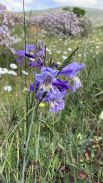 Image of Gladiolus carinatus subsp. carinatus