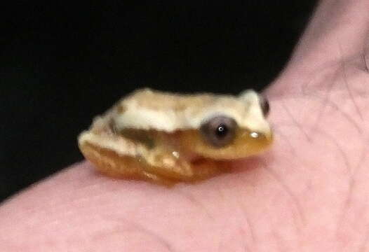 Image of Knysna Banana Frog