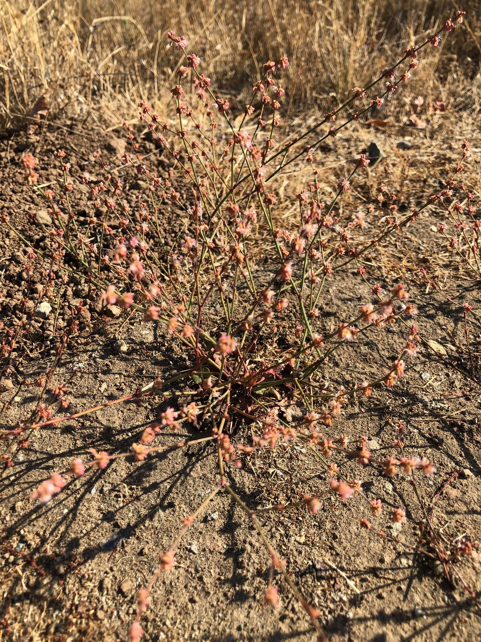 Слика од Eriogonum luteolum var. luteolum