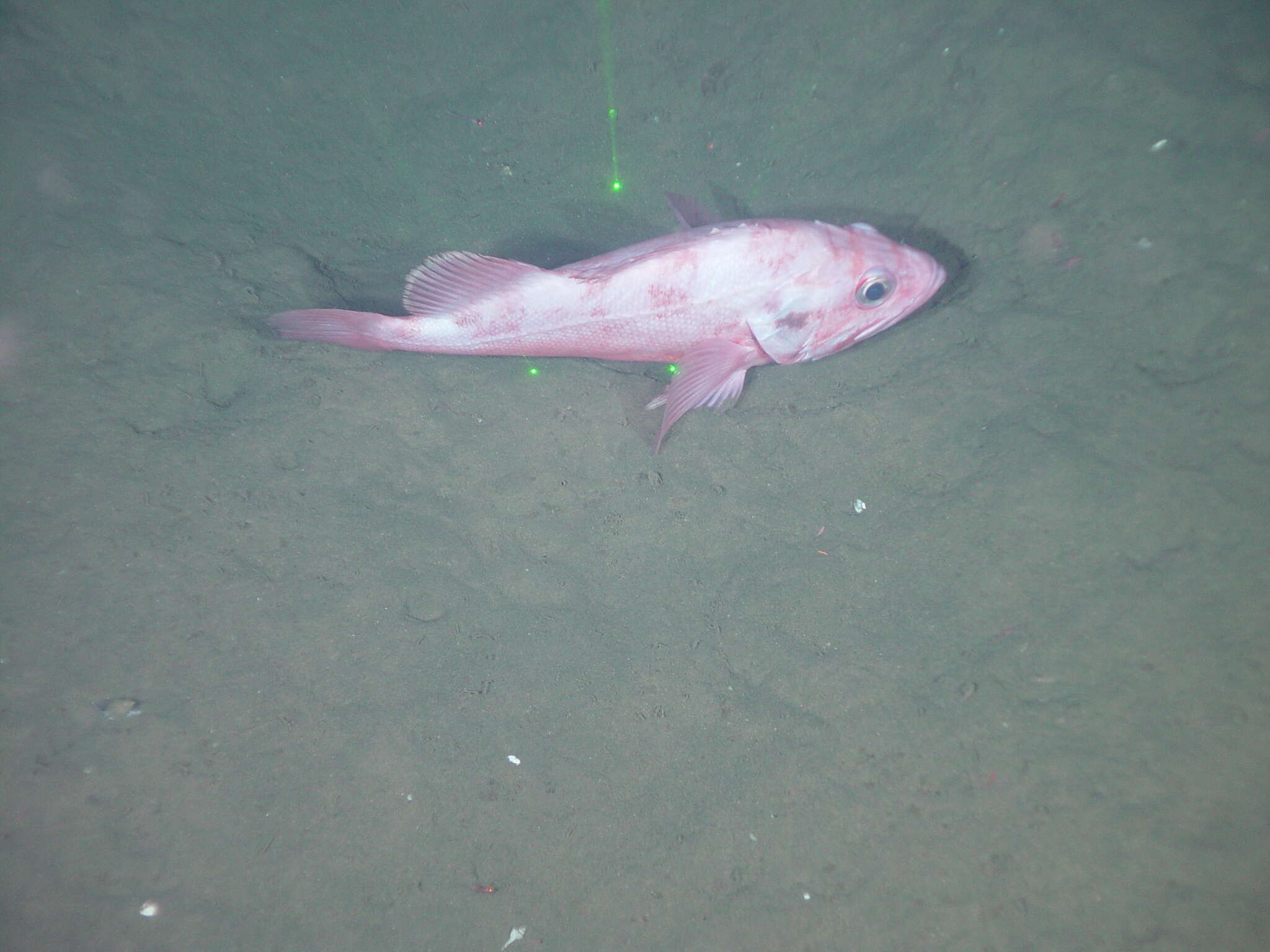 Image of Shortraker rock-fish