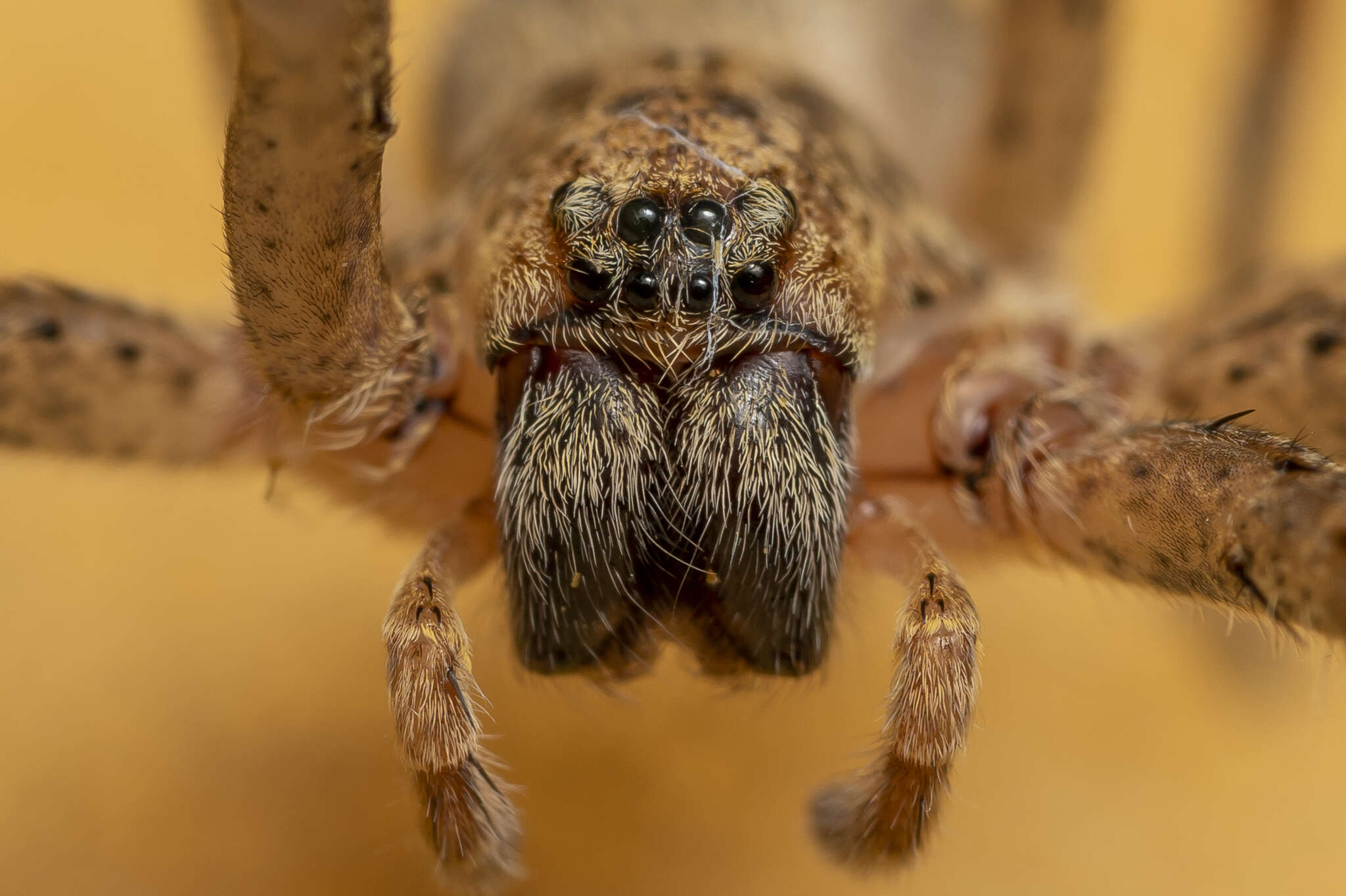 Слика од Zoropsis lutea (Thorell 1875)