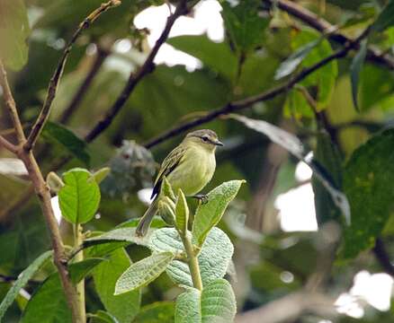 Image of Peruvian Tyrannulet