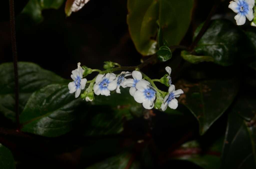 Image of Cynoglossum coelestinum Lindl.