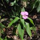 Impatiens macrovexilla Y. L. Chen resmi