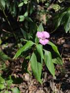 Image of Impatiens macrovexilla Y. L. Chen