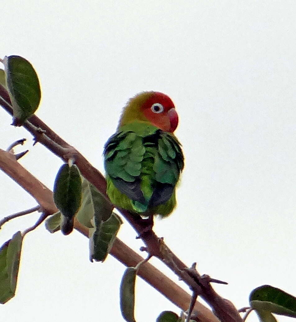 Image of Lilian's Lovebird