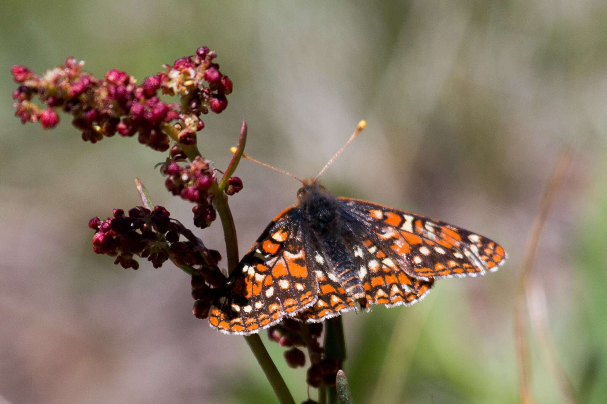 Image de Euphydryas editha (Boisduval 1852)