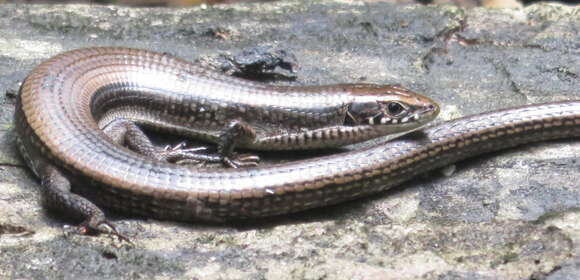 صورة Tetradactylus seps (Linnaeus 1758)