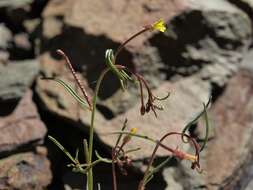 Image of Lewis River suncup