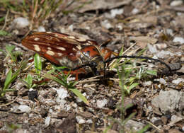 Image of Tragocerus lepidopterus (Schreibers 1802)