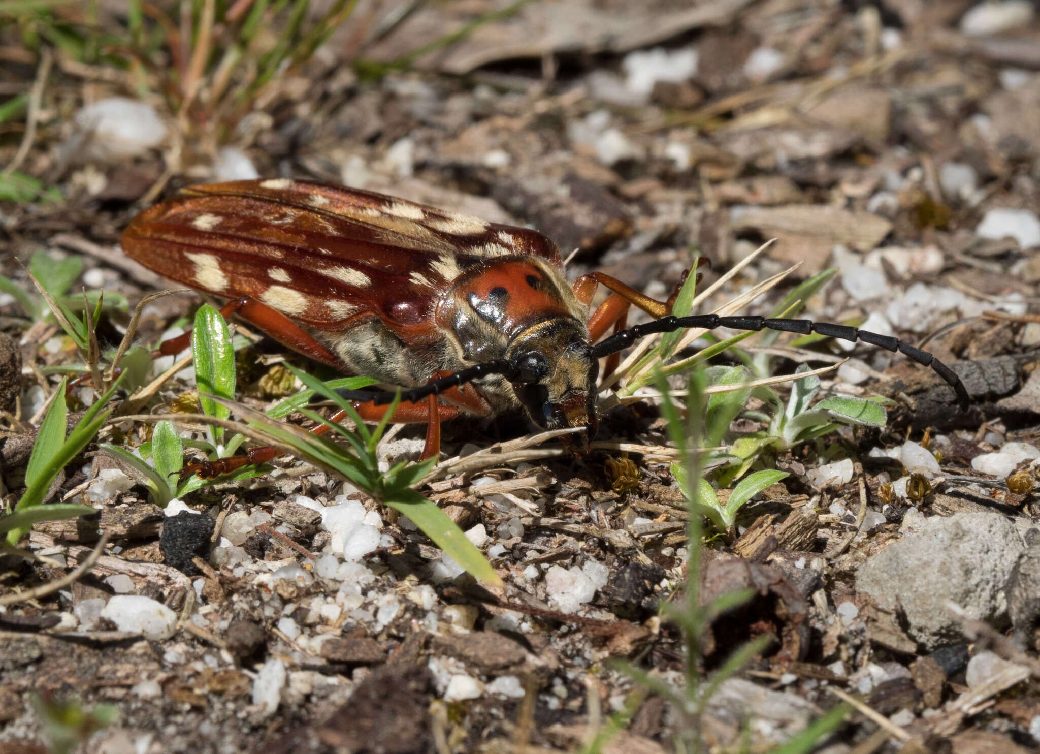 Image of Tragocerus lepidopterus (Schreibers 1802)